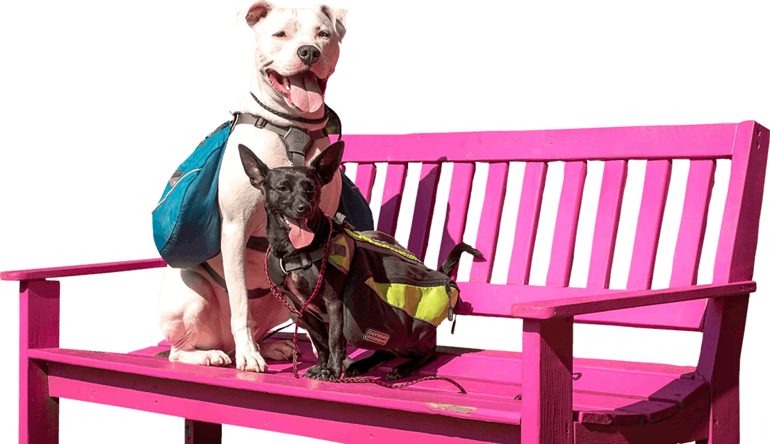 Two dogs are sitting on the bench