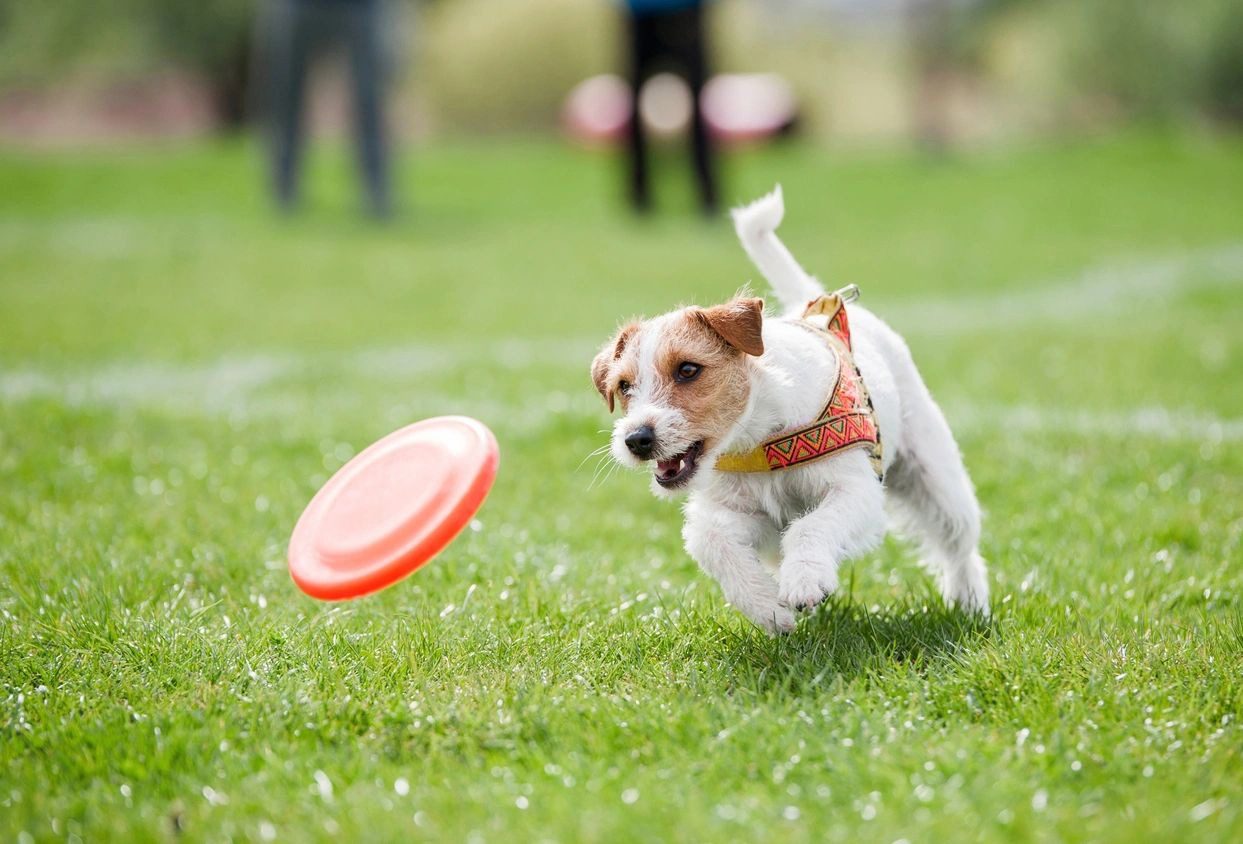 A dog running on the grass after orange plastic disc