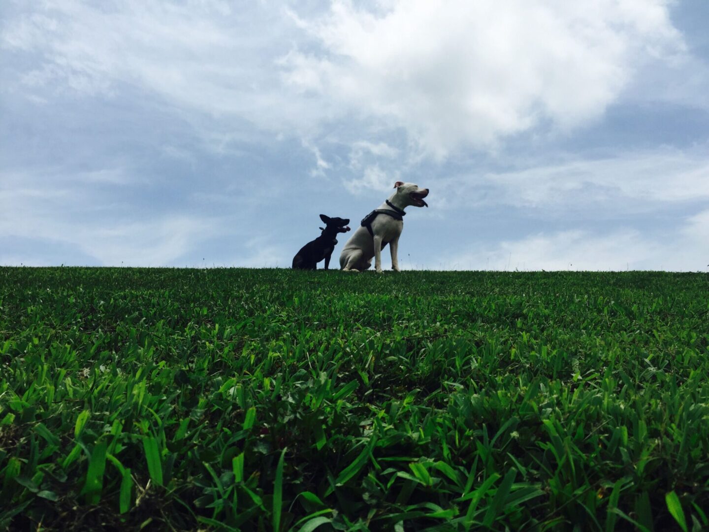 Two well behaved dogs in the grass