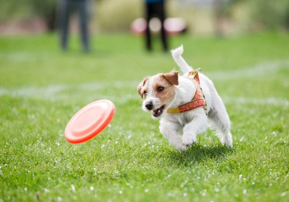 A dog running on the grass after orange plastic disc